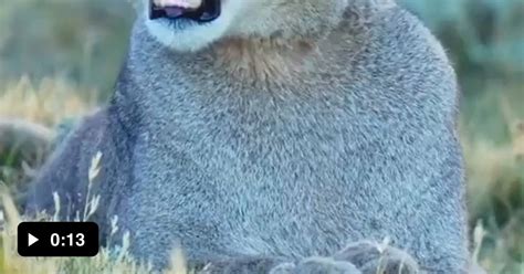 Puma Sounds 的图像结果