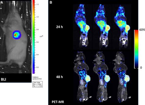 PET/MRI and Bioluminescent Imaging Identify Hypoxia as a Cause of Programmed Cell Death Ligand 1 ...