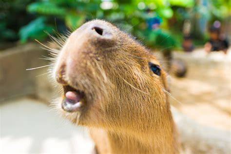 [100+] Capybara Pictures | Wallpapers.com