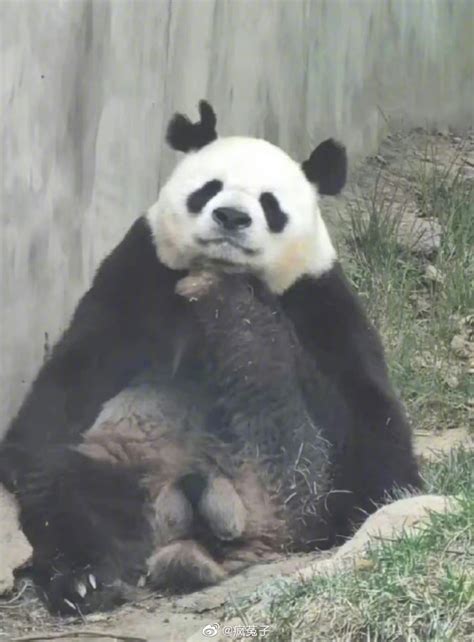 园方回应熊猫阿宝耳朵被咬成V形：繁殖期太激动 没大碍_凤凰网