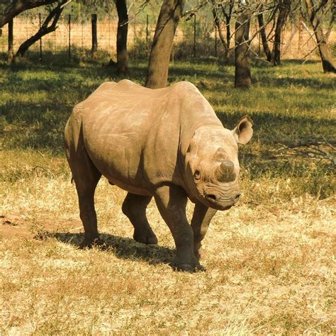 MOKOPANE BIODIVERSITY CONSERVATION CENTRE (Updated 2026) All You Need ...