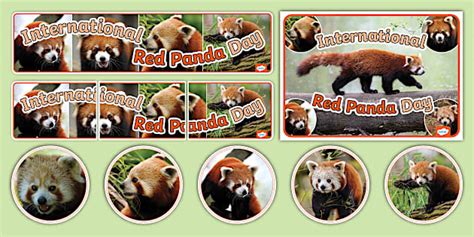 International Red Panda Day Display Pack - Twinkl - KS1