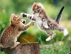 Image result for Baby Animals Backgrounds