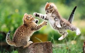 Image result for Cute Baby Animal Backgrounds