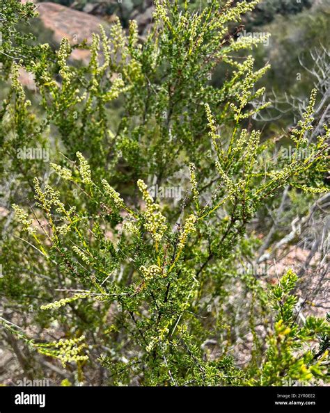 chamise (Adenostoma fasciculatum Stock Photo - Alamy