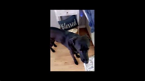 Dogs scared and jumped off bed during earthquake, Kelly Edler ...