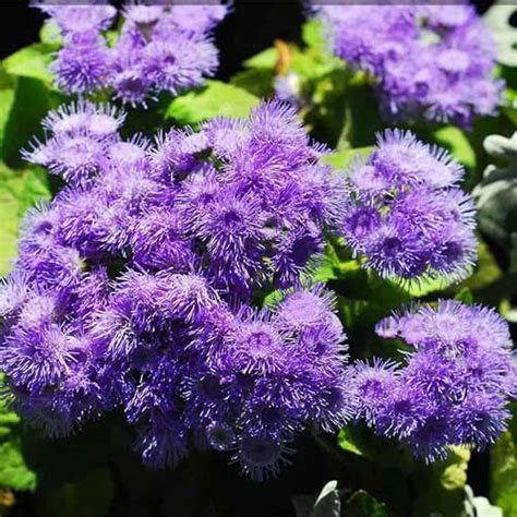Ageratum Balls Mix Seeds – Vibrant Winter Blooms for Beds & Pots ...