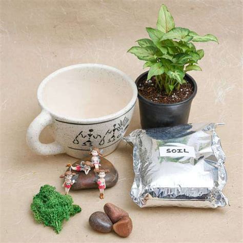 Buy Cute Owls with Peperomia - Miniature Garden online from Nurserylive ...