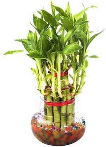 WG Wood Gibbs Lucky Bamboo Plant Seed Price in India - Buy WG Wood ...