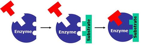Image result for Enzyme Activity Lab Report Example