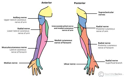 Dermatomes Upper Limb Radial Nerve
