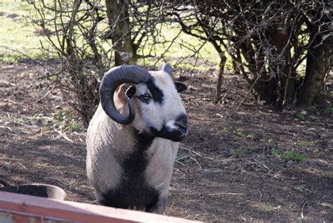 28 Facts About Sumatran Rhinoceros - Facts.net