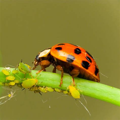 Biological Control Examples 的图像结果