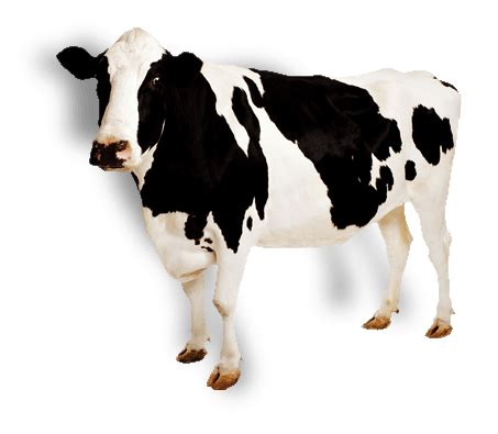 Image result for Cow Pi Python