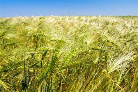 Britische Farmer ernten extrem wenig Weizen - und reichlich Braugerste ...