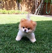 Image result for Cute White Small Puppies