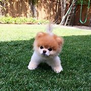 Image result for Boo Cutest Dog in World