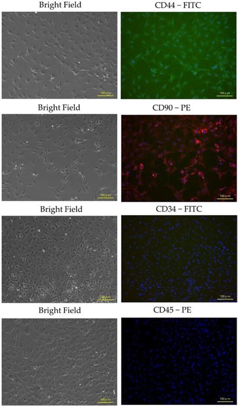 Biology | Special Issue : Mesenchymal Stem Cells: What We Have Learned ...