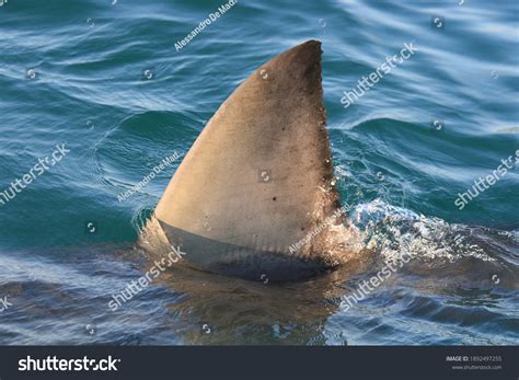 White Whale Shark Dorsal Fins