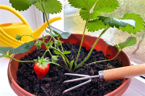 How To Grow Strawberries Indoors For Delicious Fruit Year-Round