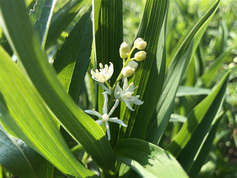 Wisconsin Wildflower | False Solomon's Seal | Maianthemum racemosum ...