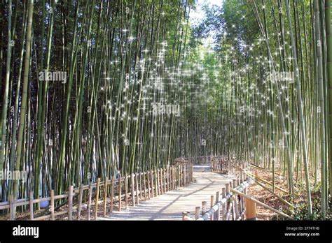 Spring Nature Scenery 的图像结果