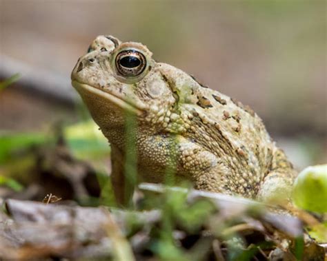 Image result for Toad Eating a Bullfrog