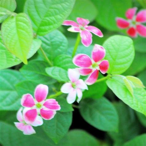 Madhu Malti Combretum Indicum Plant