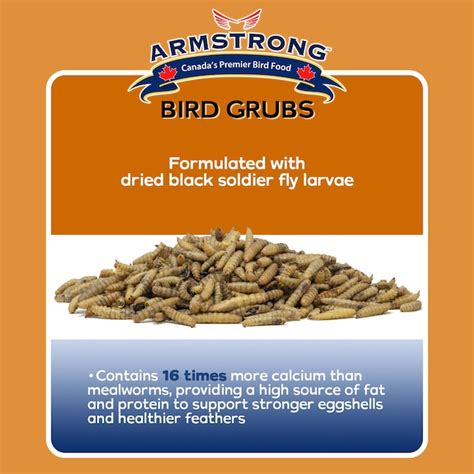 ARMSTRONG Wild Bird Food Mealworm Alternative Bird Grubs - 1.1lbs in ...