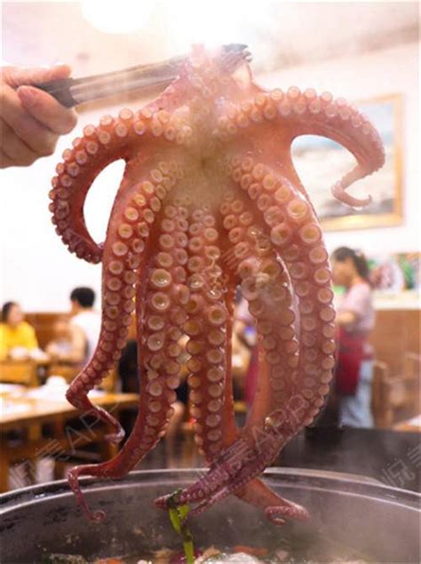 巨巨巨型活章鱼！深圳只有一家！不是每天都能吃到！_悦美整形