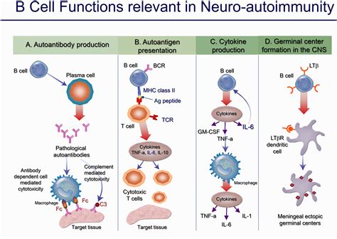 Evolution of Anti-B Cell Therapeutics in Autoimmune Neurological Diseases - Neurotherapeutics