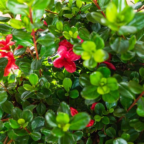 Shop Hino Crimson Azalea for Sale | Buy Azaleas Online | Perfect Plants