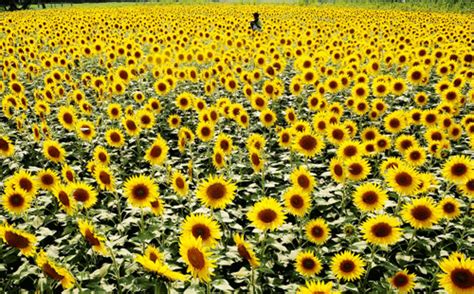 Sunflower crop | Page 77 | The Times of India