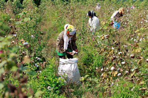 Risking Arrest, Farmers Sow Unapproved Monsanto Cotton Seeds - The Wire