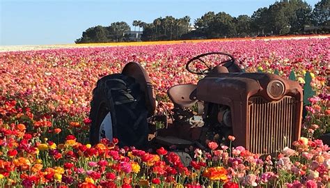 THE FLOWER FIELDS AT CARLSBAD RANCH (2026) All You Need to Know BEFORE ...