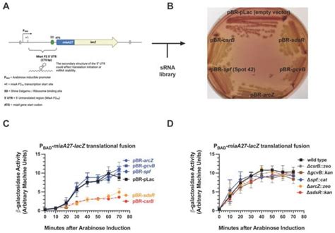 Post-Transcriptional Regulation of the MiaA Prenyl Transferase by CsrA ...
