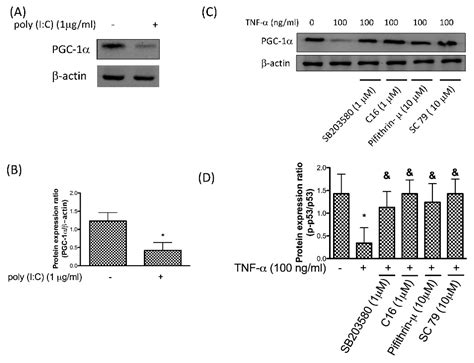 PKR Promotes Oxidative Stress and Apoptosis of Human Articular ...