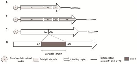 The Genetic Basis of Toxin Biosynthesis in Dinoflagellates