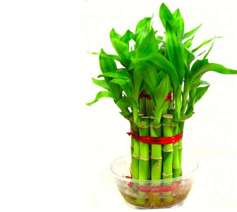 Green plant indoor 2 Layer Lucky Bamboo Plants Seed Price in India ...