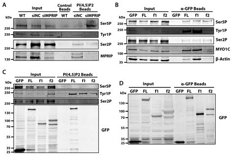 PIP2-Effector Protein MPRIP Regulates RNA Polymerase II Condensation ...