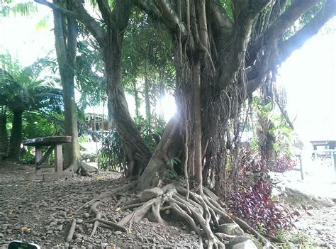 EDLIMAR FARM AND SPRING RESORT (Maramag) - Ranch Reviews & Photos ...