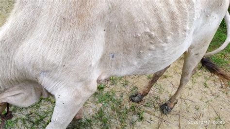 After Swine Flu, Lumpy Skin Disease In Cows Is Adding To Farmers ...