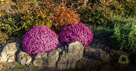 Master Gardener Series: Drought Tolerant Trees and Shrubs, Woodland ...