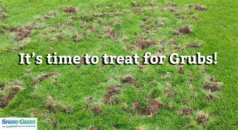 What Does Your Grass Look Like With Grubs at Isabella Ramsay blog