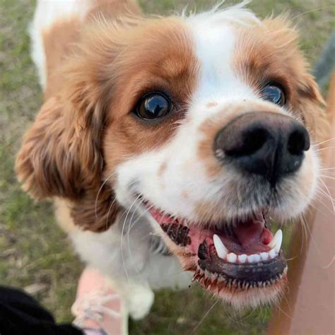 Mini Dogs to Adopt 的图像结果