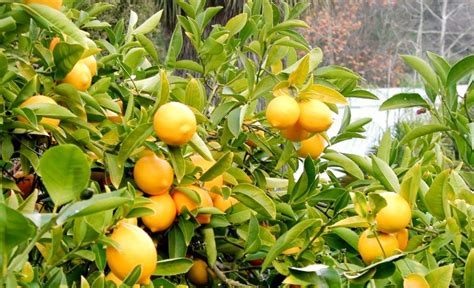 Image result for Full-Grown Lemon Tree