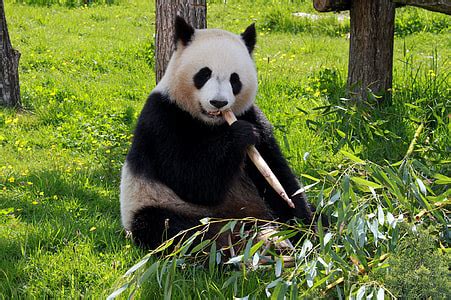 Image result for Pandas Exponential Smoothing