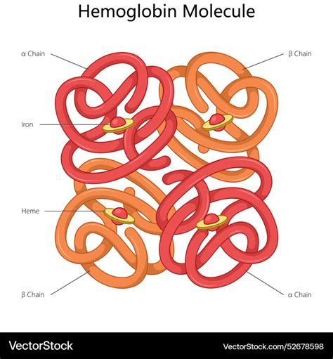 Image result for Complex Structure of Haemoglobin