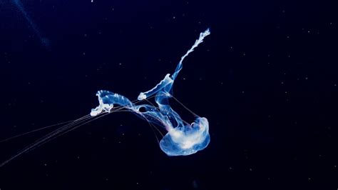 Download wallpaper 1600x900 jellyfish, swim, underwater world ...