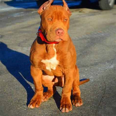 Pitbull Red Nose Dog